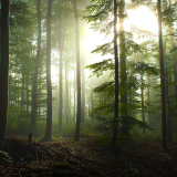 03108_foginthemorning_1920x1080a0792239cd1a313894d4ea468c7cdbd0d379bea77e3103cf