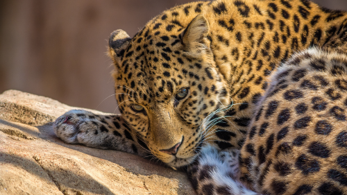 03502_leopard_2560x14400a1926e3e7d80512d0172783603689f5799964148875cefc.png