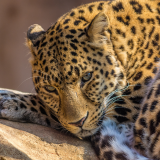 03502_leopard_2560x14400a1926e3e7d80512d0172783603689f5799964148875cefc