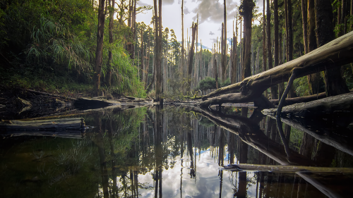 03985_caodiwetland_1920x108070f3cf5006f211d8f00294048c7747966f2ea.png
