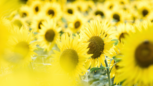 04069_tournesol_1920x1080b340814779a0b21ec3d61a60b03abe0eeaa0a.png