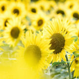 04069_tournesol_1920x1080b340814779a0b21ec3d61a60b03abe0eeaa0a
