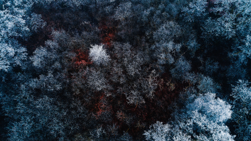 04095_therediceforest_2560x14401d679d4c1a96e1b39919094164cab3d91eaf5679657fd3ac.png