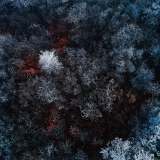04095_therediceforest_2560x14401d679d4c1a96e1b39919094164cab3d91eaf5679657fd3ac