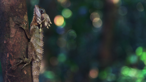 04109_boydsforestdragon_2560x1440f393341b2aebf8d46ab630f78add0e2557fbf5a977c78d18.png