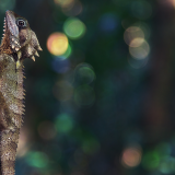 04109_boydsforestdragon_2560x1440f393341b2aebf8d46ab630f78add0e2557fbf5a977c78d18