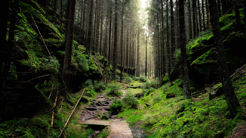 04114_intotheforest_1920x108045956be6e3399bcd5868c5356f092c24cca6732a6c7008ce.png