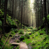 04114_intotheforest_1920x108045956be6e3399bcd5868c5356f092c24cca6732a6c7008ce