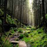 04114_intotheforest_2560x14408e495f62be6104e27e98fcf8c472eb56ba6d8acf64009c33