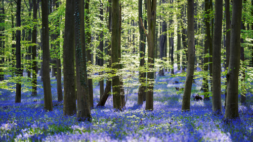 04183_bluebells_2560x1440051eca2b5e53c41922b3d6c93154a2e320adaeda89560423.png