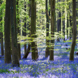 04183_bluebells_2560x1440051eca2b5e53c41922b3d6c93154a2e320adaeda89560423