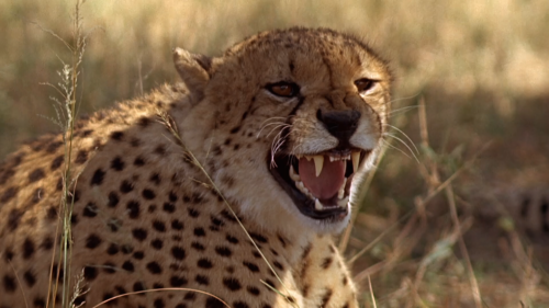 549063235985_549063235985_1080p_25_HeartofaLion_DMSfa7136da5996d0c68cfb42ae439787ca17da789ebeab7e8d.png
