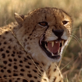 549063235985_549063235985_1080p_25_HeartofaLion_DMSfa7136da5996d0c68cfb42ae439787ca17da789ebeab7e8d