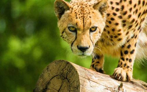 6981101-cheetah-face54d1bb6e34ca57bca8be7f9e792b0da7a600221de233d2b7.png