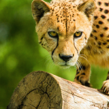 6981101-cheetah-face54d1bb6e34ca57bca8be7f9e792b0da7a600221de233d2b7
