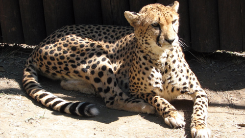 Acinonyx.jubatus-1-ZOOa986a339293130c1a037b4438fa0c6fd85c4a.png
