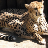 Acinonyx.jubatus-1-ZOOa986a339293130c1a037b4438fa0c6fd85c4a