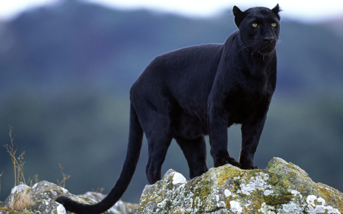 Animals_Beasts_Black_Panther_016446_83e8572aaf6835b8329e5681705594c82c00d.png