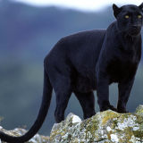 Animals_Beasts_Black_Panther_016446_83e8572aaf6835b8329e5681705594c82c00d
