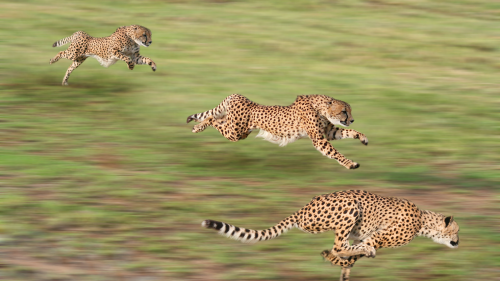 Cheetah-HD-Wallpaper_3-1920x1080bd12d67ac157d6ae7723ba596fca193482bdd.png