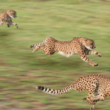Cheetah-HD-Wallpaper_3-1920x1080bd12d67ac157d6ae7723ba596fca193482bdd