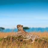 Cheetah-Hd-Wallpapers-1080P86d23f4cc469122b1f827d37144b390506a01