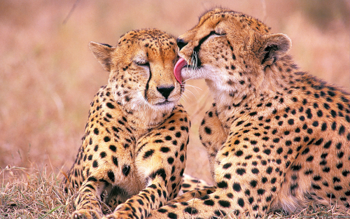 Cheetah-Photos-Download298b0ef259ae9a38f09721af86067d3da0d3bb1a0c95cec7.png