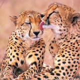 Cheetah-Photos-Download298b0ef259ae9a38f09721af86067d3da0d3bb1a0c95cec7