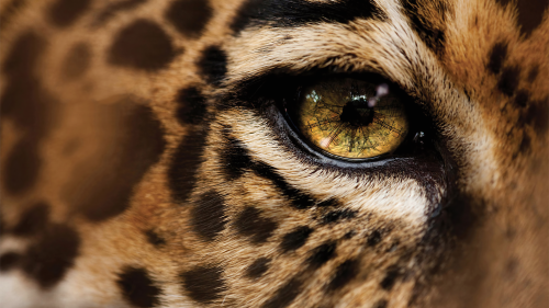 Cheetah-Wallpaper-1241282f55d1992b7d35049ce578c40a29525a1.png