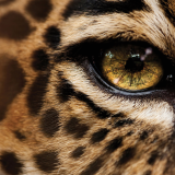 Cheetah-Wallpaper-1241282f55d1992b7d35049ce578c40a29525a1