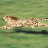 Cheetah-Wallpaper-HD-Backgorunds14b022abcd4dd69168d63e15157991eae80fd