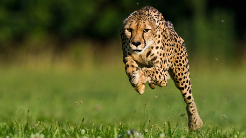 Cheetah-Wallpaper-HD-photos-downloadbc6cdeb229da6400d13a018aa334448bf848e.png