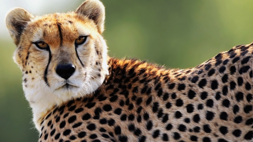 Cheetah-Wallpapers-HDee2461fbeed84a60d41df6065ca86ea7be3cc2924ea9873f.png