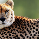 Cheetah-Wallpapers-HDee2461fbeed84a60d41df6065ca86ea7be3cc2924ea9873f