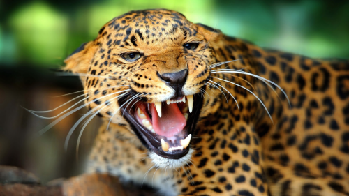 Cheetah-teeth-predator-look-big-cat-wallpapers-1920x1080b694184f5ee1e01e3fb95799d2dab90a1582e.png