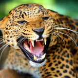 Cheetah-teeth-predator-look-big-cat-wallpapers-1920x1080b694184f5ee1e01e3fb95799d2dab90a1582e