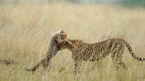 Desktop-Cheetah-Wallpapers-HDa44ab28f995f49d7037386c1bd2dd90c21259.png