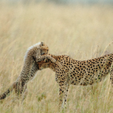 Desktop-Cheetah-Wallpapers-HDa44ab28f995f49d7037386c1bd2dd90c21259