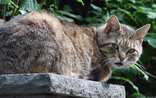 Katze1920x12001e7d262444ab0994e9c182d0237b453384b503.png