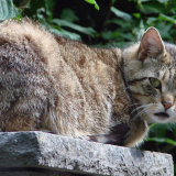 Katze1920x12001e7d262444ab0994e9c182d0237b453384b503