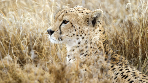 Namiri_Plains_Wildlife-18c893d8f04ee3e1905b3f5741761c1fd982008bcdf73409d5.png