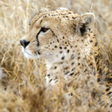 Namiri_Plains_Wildlife-18c893d8f04ee3e1905b3f5741761c1fd982008bcdf73409d5