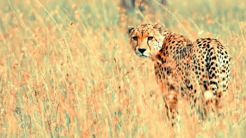 Photoos-beautiful_cheetah-1920x108023e933377a20548217aebb624879517d94759.png