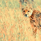 Photoos-beautiful_cheetah-1920x108023e933377a20548217aebb624879517d94759