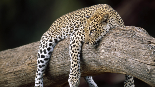 Resting_Leopard_Buffalo_Springs_National_Reserve_Kenya_Africa826d7dcfb0164cee9d4c0cba7b44ecef42706.png