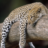 Resting_Leopard_Buffalo_Springs_National_Reserve_Kenya_Africa826d7dcfb0164cee9d4c0cba7b44ecef42706
