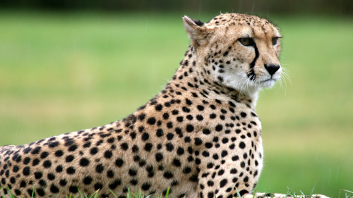 Veautiful-cheetah-wallpapers-HDa0a0b4ab6d9fa54054402ed46c1abb365ecb5.png