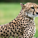 Veautiful-cheetah-wallpapers-HDa0a0b4ab6d9fa54054402ed46c1abb365ecb5