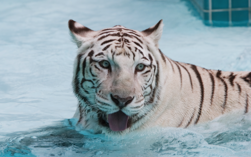 White_Tiger_Wallpaper_2_by_secondclawcb2586f2d8865d575d099e2594cef2e400f6a.png