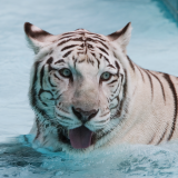 White_Tiger_Wallpaper_2_by_secondclawcb2586f2d8865d575d099e2594cef2e400f6a